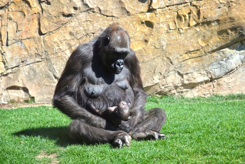 El part va tindre lloc en la zona interior del parc a última hora d'aquest dijous. / EFE/Bioparc