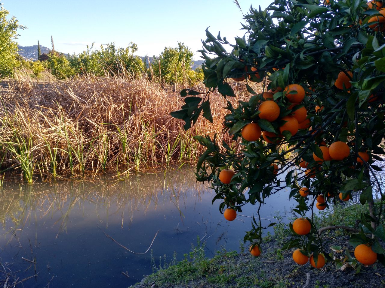 Les cooperatives agroalimentàries han  explicat a Brussel·les la mala situació del sector citrícola valencià. / DIARI LA VEU