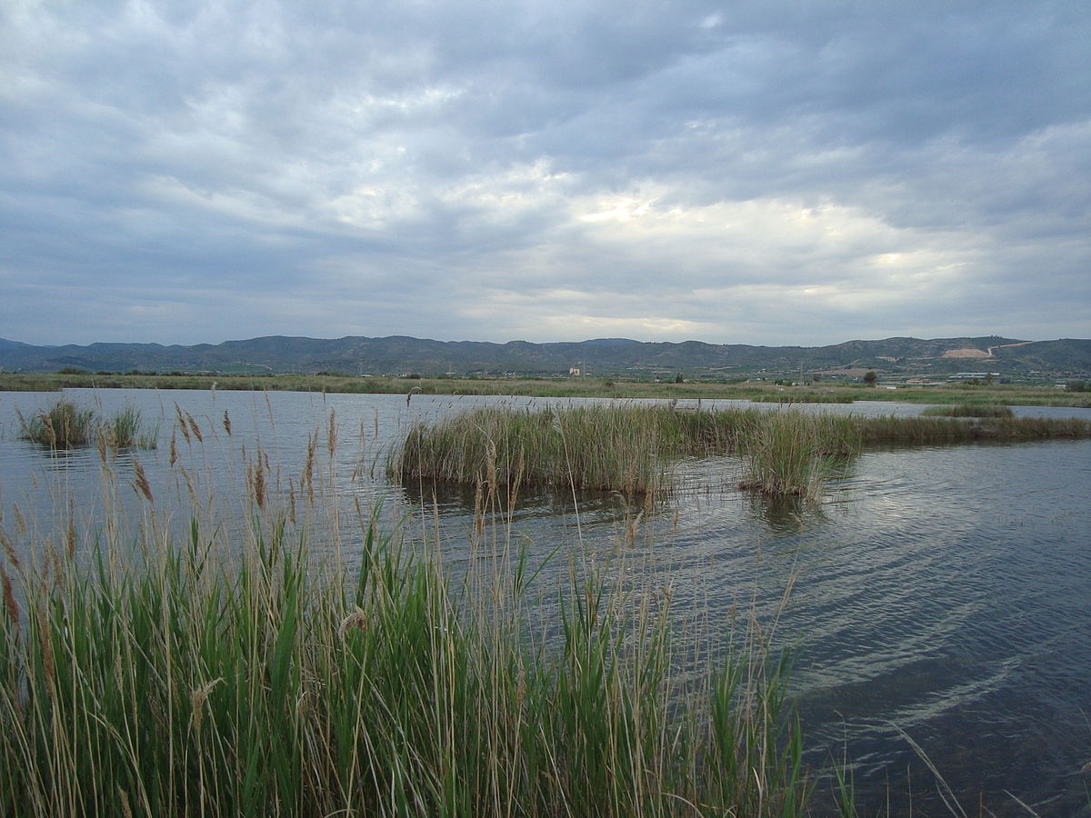 El Parc Natural Prat de Cabanes-Torreblanca és una visita recomanada per als admiradors dels insectes, ja que, després d'una ruta guiada, s'oferirà una xarrada participativa sobre el món de les libèl·lules. / JUAN EMILIO PRADES BEL