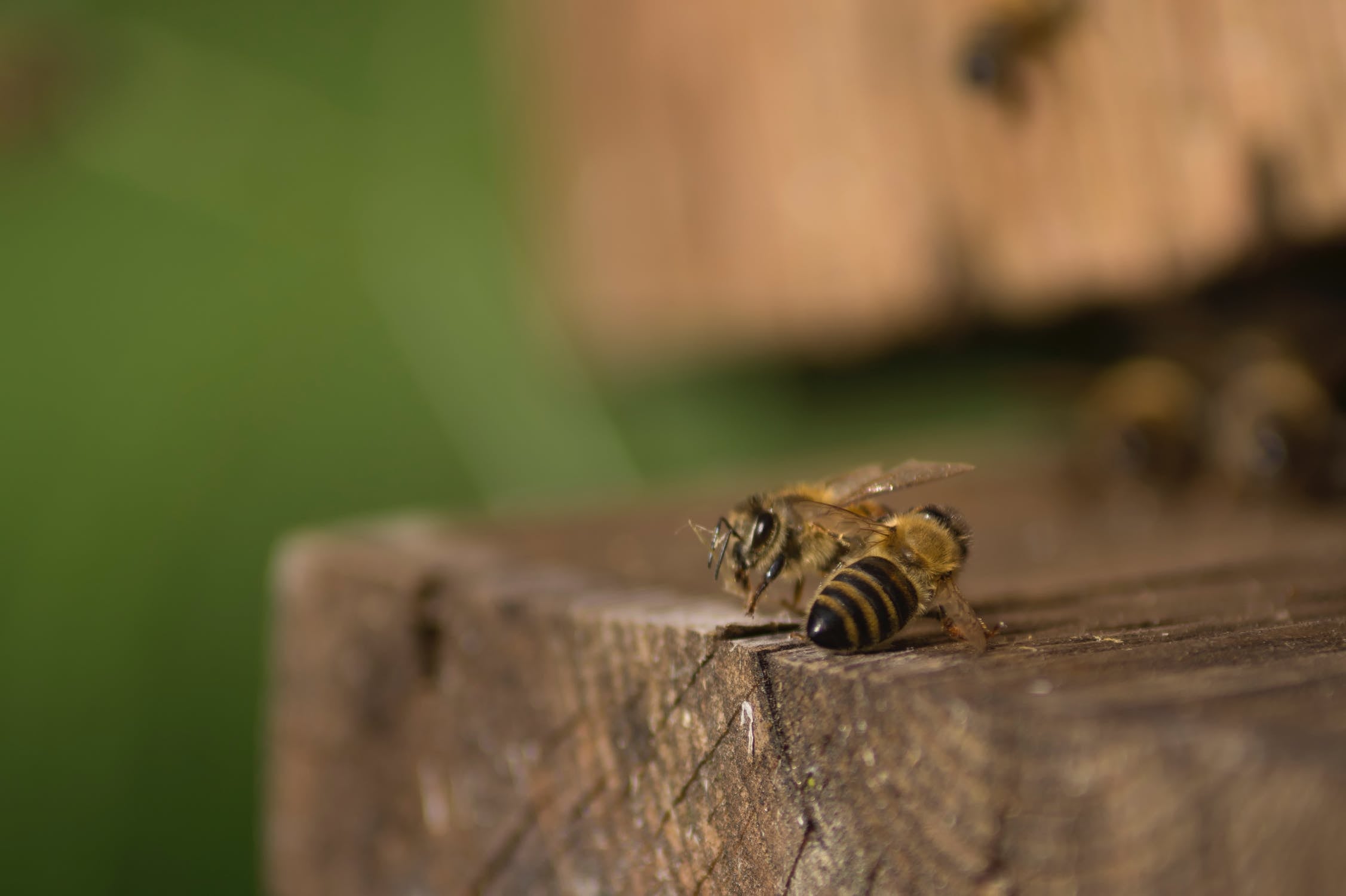 S'estima que en els últims 27 anys les poblacions d'insectes voladors s'han reduït un 76%, i almenys un terç està en perill d'extinció. / PEXELS