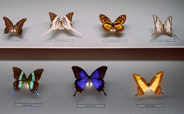 El museu alberga una sala de biodiversitat amenaçada, on s'exposen una gran pell d'os polar, una vitrina de marfils, vitrines amb coralls, nombroses papallones i altres insectes que han estat objecte de comerç il·legal. / MUSEU DE LA BIODIVERSITAT