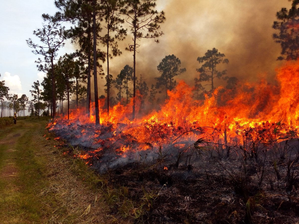 Imatge d'arxiu d'un incendi. / BOMBERS FORESTALS