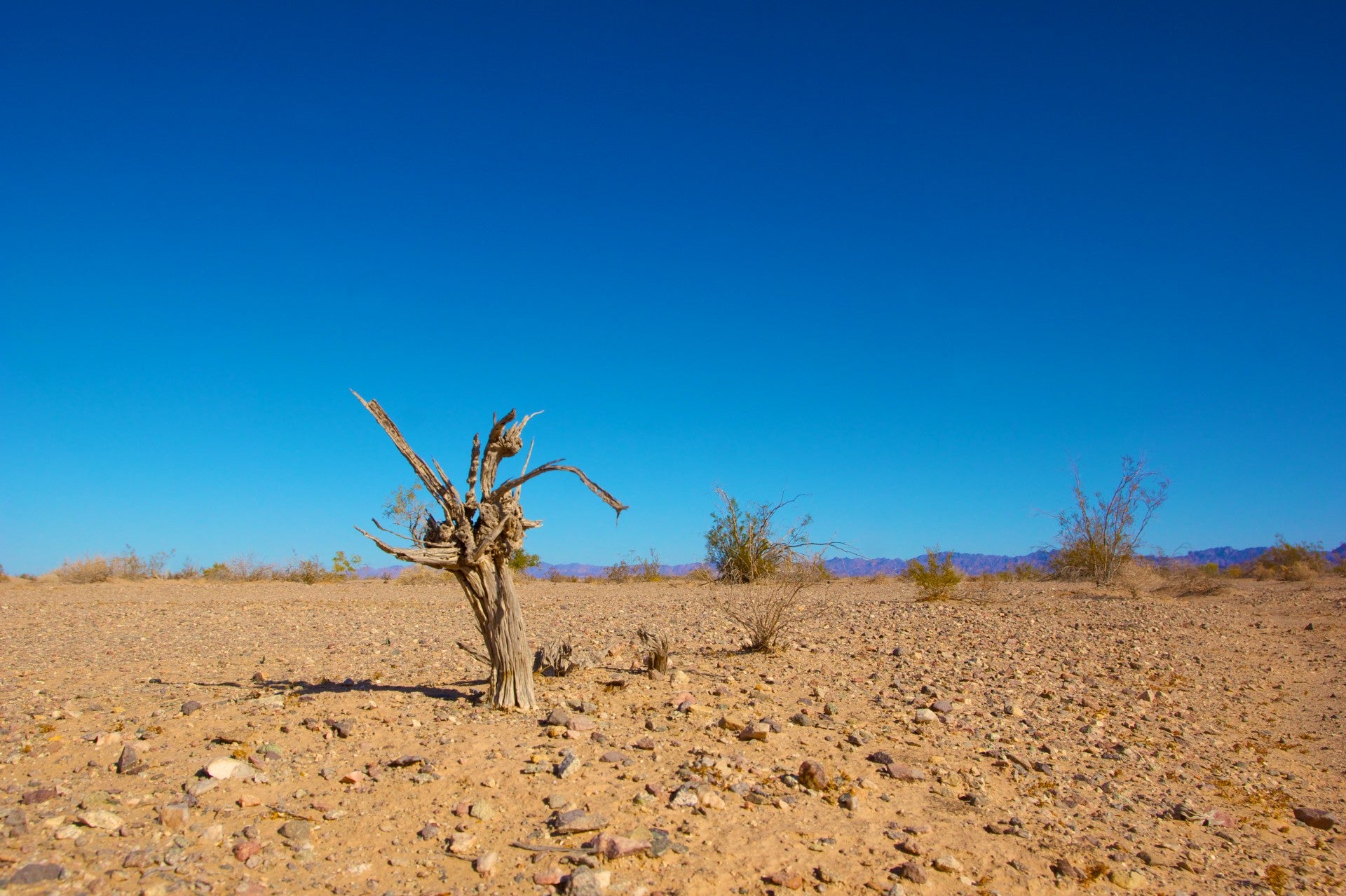 'Fridays for Future' creu que la defensa dels drets ambientals i humans ha de ser atesa 'pel nou govern'. / PUBLIC DOMAIN PICTURES