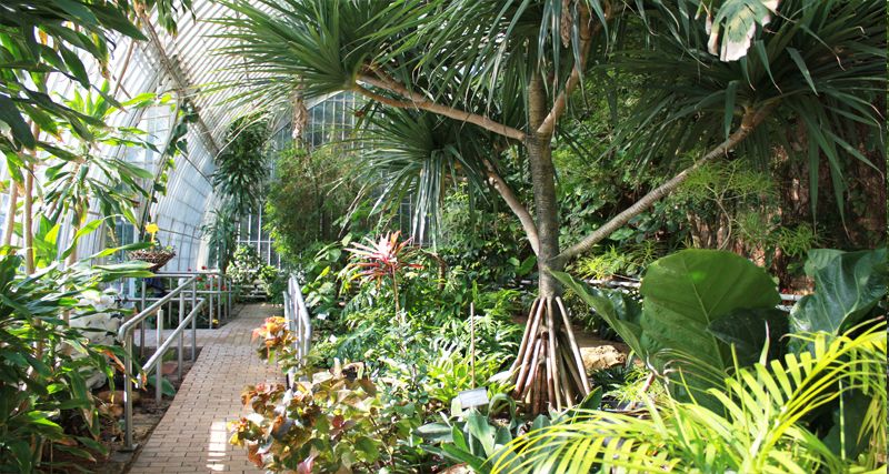El Botànic, un gran museu de plantes, ha preparat per a aquest dissabte activitats que són l'oportunitat d'apropar-se a les seues col·leccions. / JARDÍ BOTÀNIC