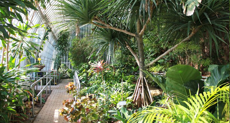 El Botànic, un gran museu de plantes, ha preparat per a aquest dissabte activitats que són l'oportunitat d'apropar-se a les seues col·leccions. / JARDÍ BOTÀNIC