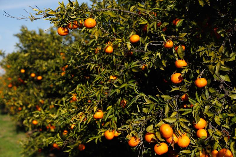 Les exportacions de les cooperatives agroalimentàries valencianes arriben a més de 70 països./ EFE