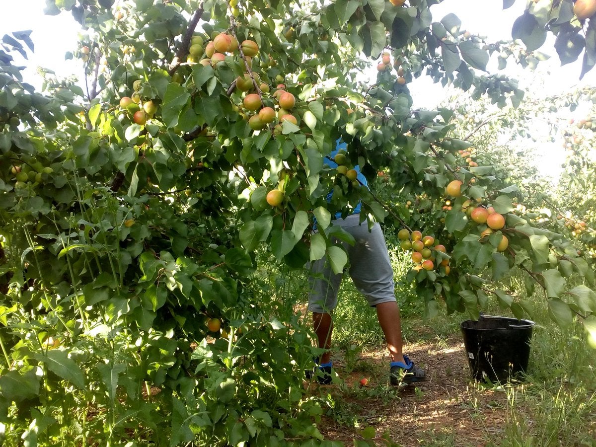 Els preus de la fruita d'estiu han caigut vora un 60% respecte a l'any passat. /@caquispersimon