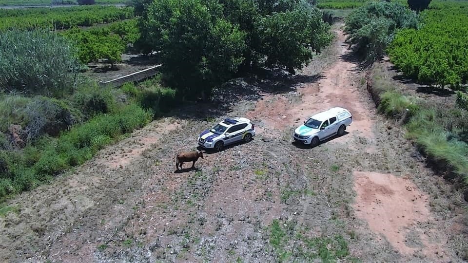 La Policia va trobar l'animal en un hort de la localitat. / Policia Local de Nules