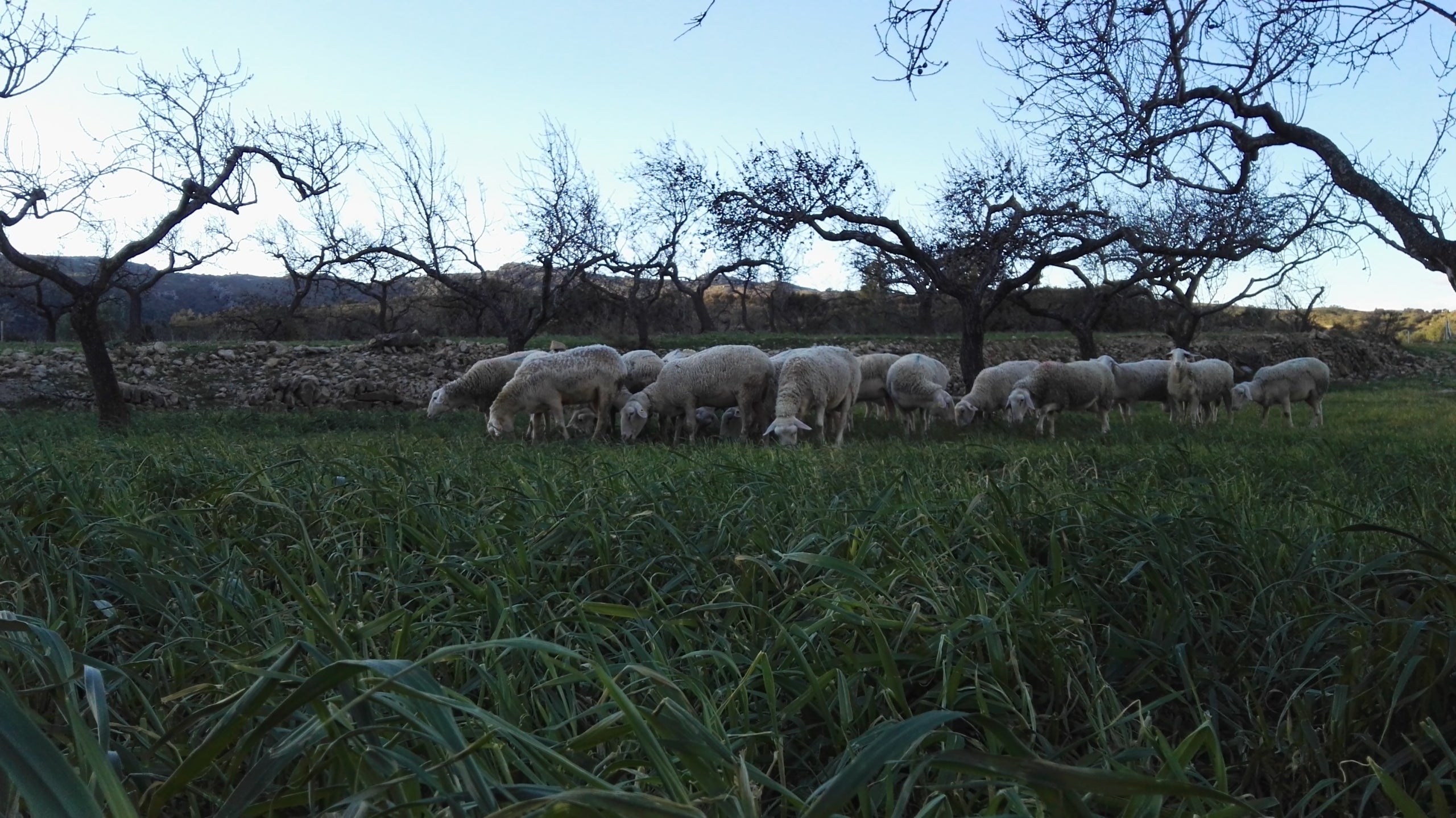 Jordi Benages té vora trenta anys, i en fa sis anys que es dedica al pasturatge d'un ramat d'ovelles lleteres de raça Lacune en una granja familiar a Xert, al peu de les muntanyes de Catí i Enroig. / LATEUATERRA.ORG