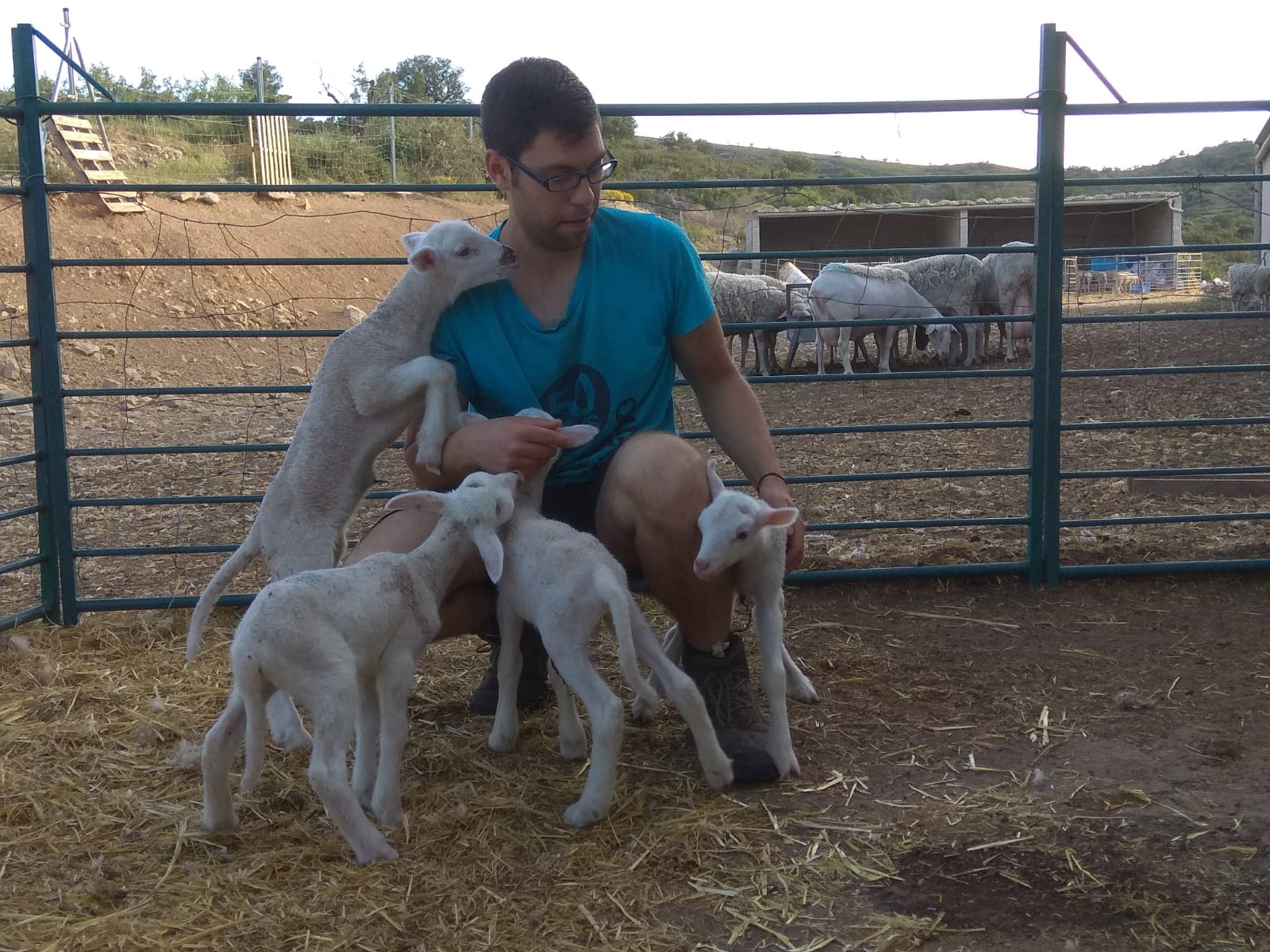 Benages té vora trenta anys i en fa sis anys que es dedica al pasturatge d'un ramat d'ovelles lleteres de raça Lacune en una granja familiar a Xert.