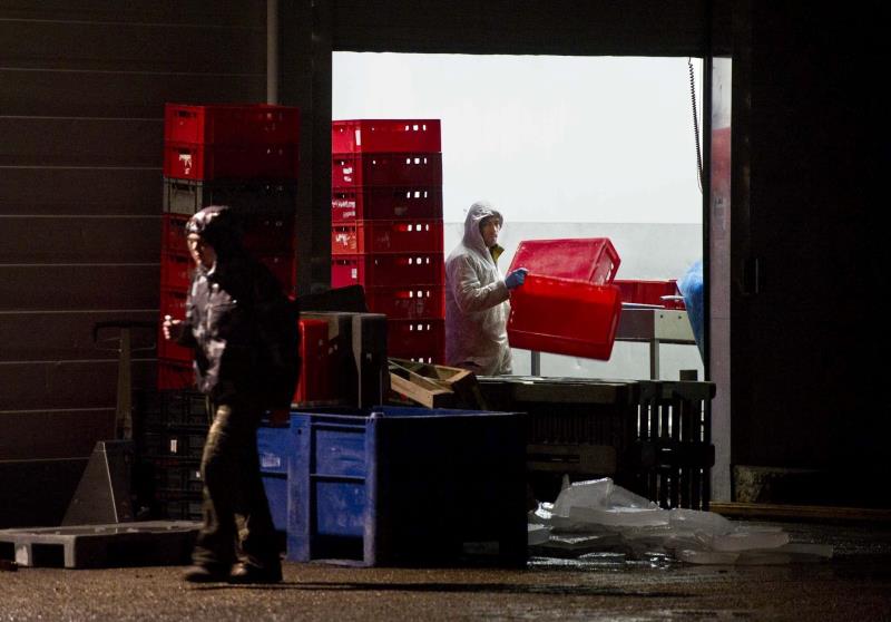 Les irregularitats investigades afectaven tant el procés de sacrifici dels animals com la posterior distribució de la carn en l'àmbit europeu, per la qual la trama arribava a embutxacar-se uns beneficis anuals de 20 milions d'euros. Imatge d'arxiu. / EFE 