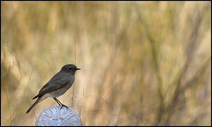 La capacitat d'adaptació dels animals no és prou ràpida. En 9 de 13 espècies estudiades es va trobar que la magnitud del canvi fenològic era insuficient per a evitar el risc d'extinció de la població. / DANIEL GARCÍA-SALA