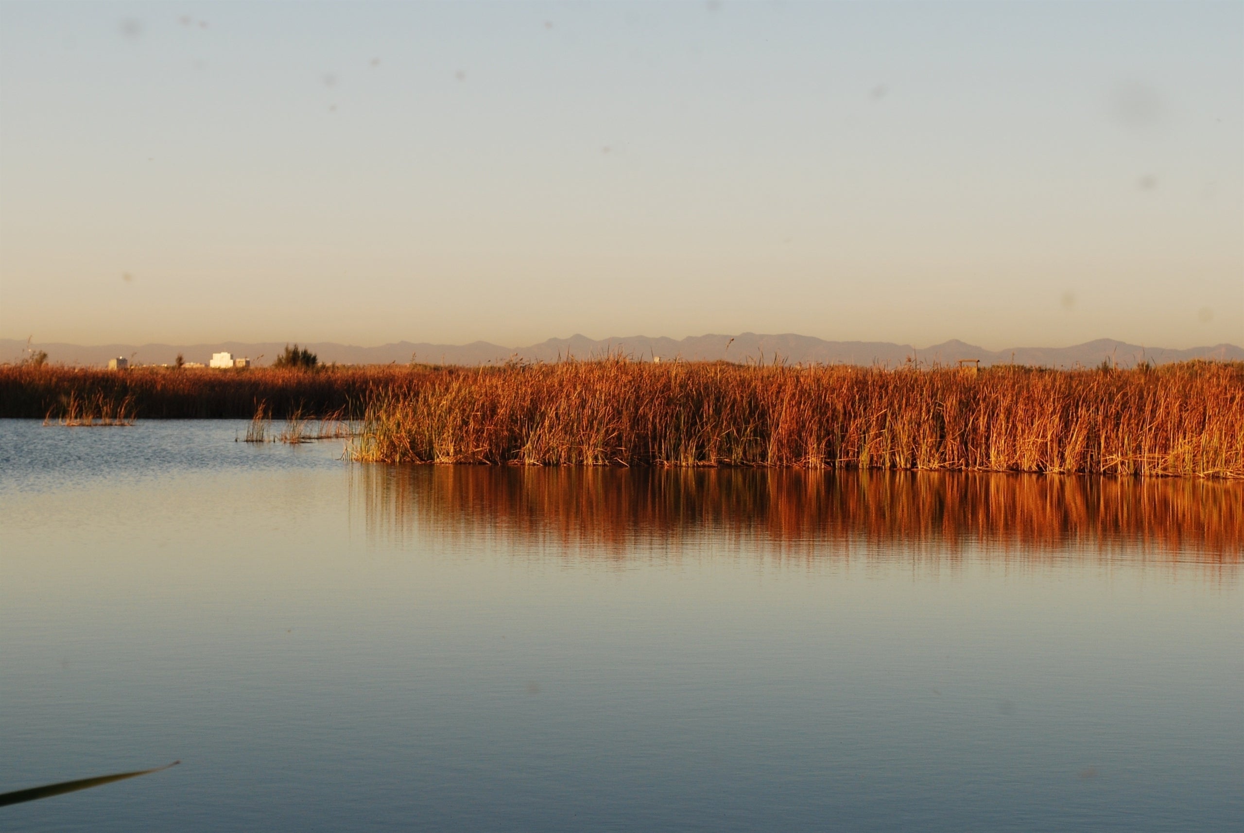 La Fiscalia demana la imposició de multes. / PROJECTE LIFE ALBUFERA 