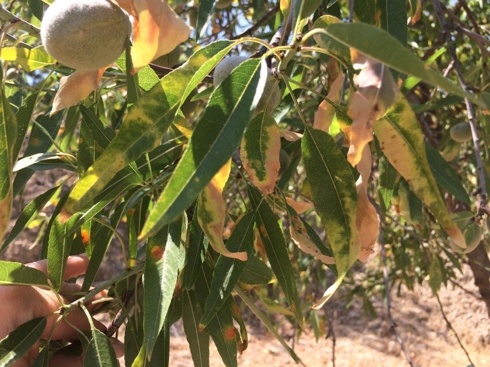 La normativa europea és molt estricta amb les mesures que cal aplicar davant d'un positiu de 'Xylella fastidiosa', i únicament en casos molt greus permet eliminar només els arbres i plantes infectats pel bacteri. / COL·LEGI OFICIAL DE BIÒLEGS