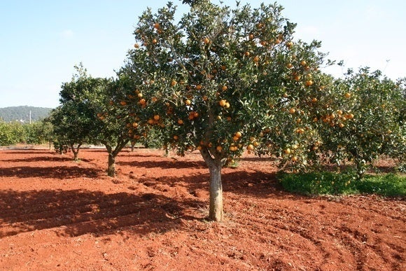 La Unió assegura que part de les plagues que han afectat la collita provenen dels països de Mercosur i Sud-àfrica. / COMPROMÍS