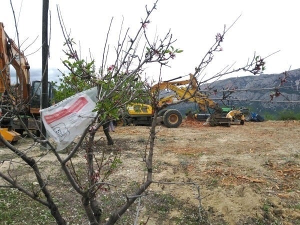 Els afectats han demanat 'que s'apliquen mesures de contenció menys agressives, que suposen només l'arrancada d'arbres infectats'. / ASAJA