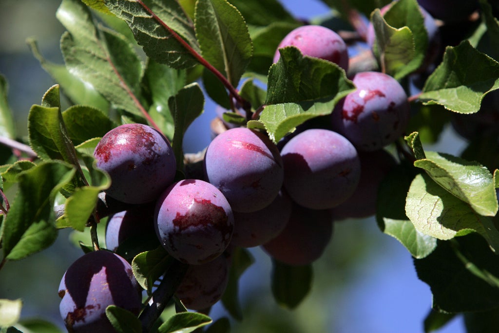 La Unió ha sol·licitat una reunió urgent amb la nova consellera d'Agricultura, Mireia Mollà, per a traslladar-li la problemàtica en la qual es troben els productors de fruita. / LA UNIÓ DE LLAURADORS