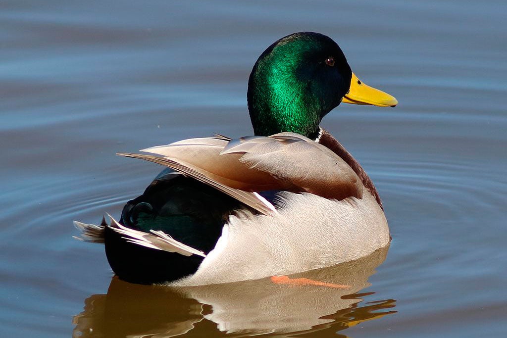 El brot ha afectat un total de 21 espècies d'aus d'aquest enclavament de gran valor ecològic de l'Albufera. Els més afectats han sigut els ànecs collverd o ànecs reials, que és l'espècie més abundant en aquest paratge. En aquest cas, n'han mort 251. / XAVIER POLO