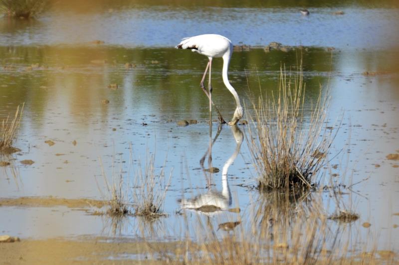 Els ocells malalts són traslladats al Centre de recuperació de Fauna La Granja del Saler. / EFE ARXIU