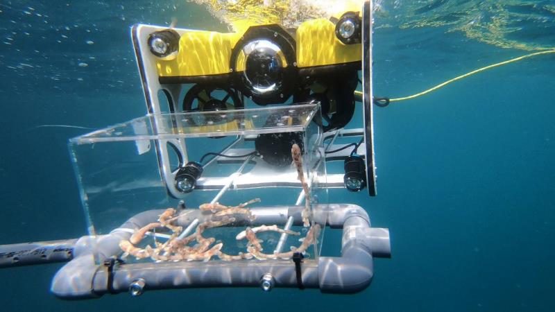 La Fundació Oceanogràfic té un acord amb els pescadors per a poder 'obtindre les freses de tauró que es queden embolicades durant la captura accidental' i fer-les fer eclosió en un període de 3 a 6 mesos. Imatge d'arxiu. / EFE