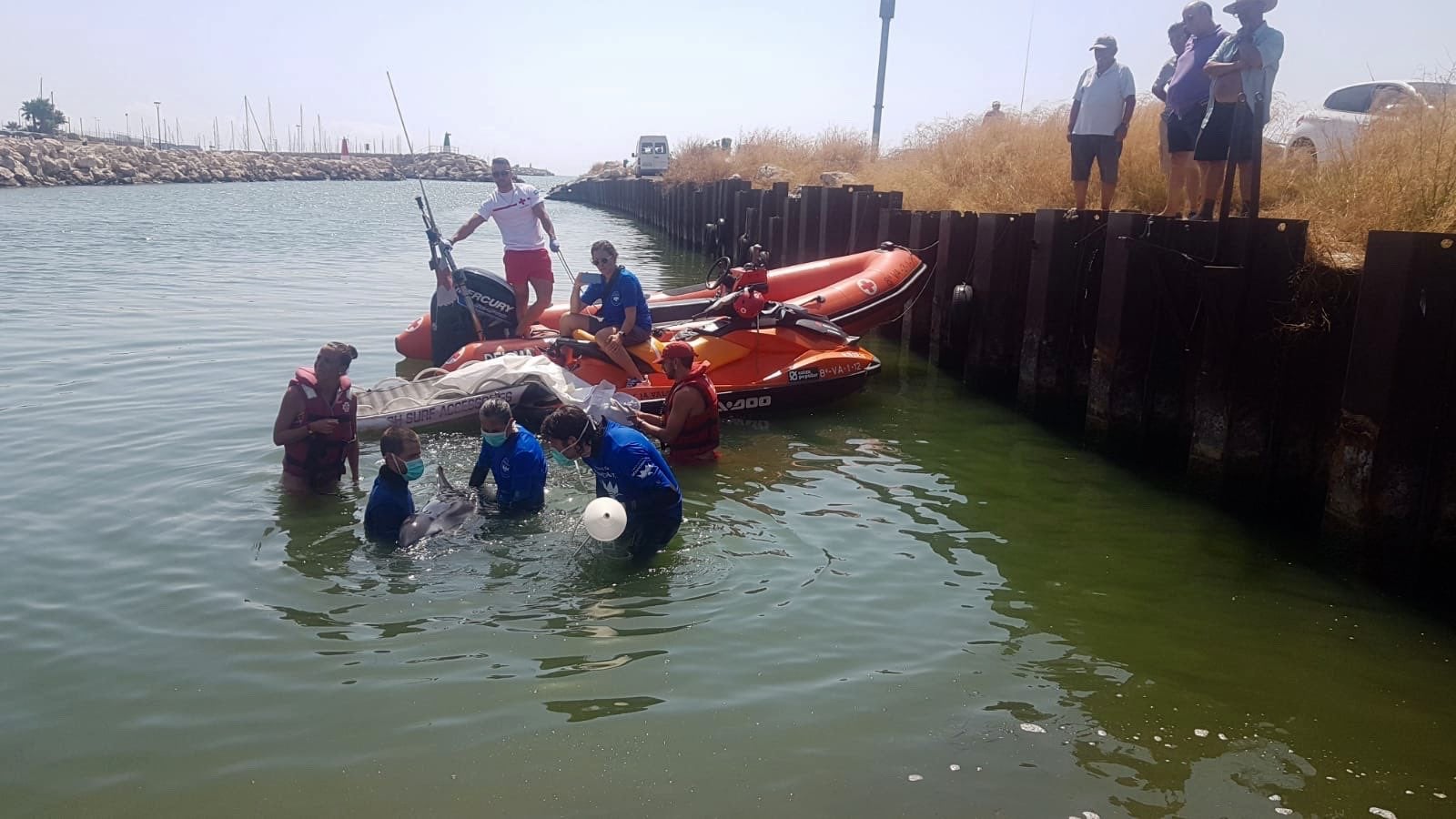 El dofí ha sigut localitzat a pocs metres de la desembocadura del riu Túria. / POLICIA LOCAL VALÈNCIA