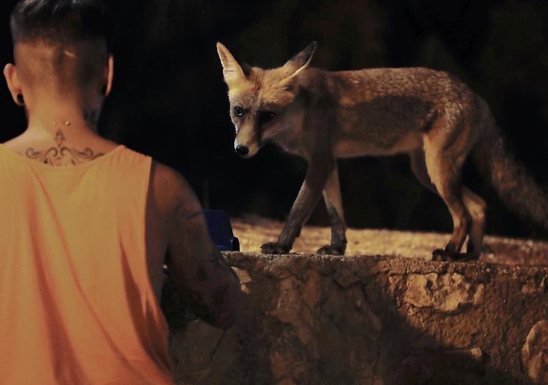 Cada nit, entre les nou i les onze, aquesta rabosa salvatge abandona la seua llar a la serra de Resingles per a degustar les delícies que amb afecte li ha deixat l'amo de l'establiment, Félix Aranda. / EFE