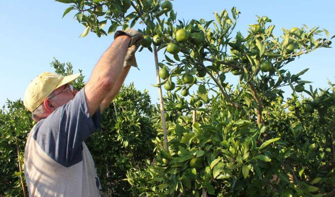 Especialment nocius van ser els episodis de pedra del dia 27 d'agost, que van afectar, fonamentalment, més de 20 milions de quilograms de cítrics. / Imatge d'arxiu