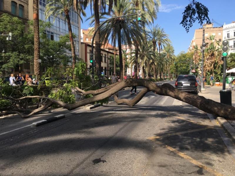 Un arbre de grans dimensions ha caigut aquest dilluns al matí i ha quedat estés sobre la calçada en l'avinguda del Regne de València de la capital del Túria a l'altura de l'institut de Formació Professional Blasco Ibáñez. / EFE. JUAN CARLOS CÁRDENAS