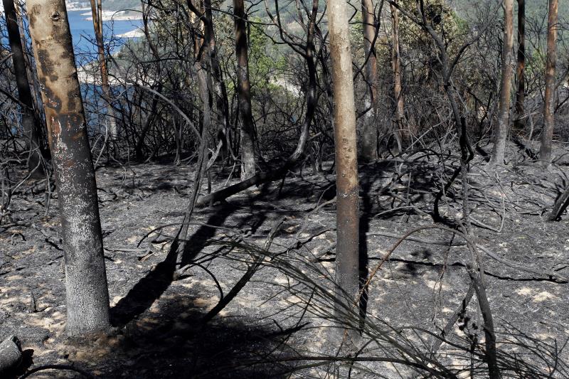 Els focs van afectar les localitats de Catadau, Llombai i Alfarb. Imatge d'arxiu d'una zona de vegetació calcinada. / EFE