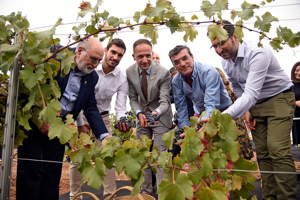 La verema 2019 es va iniciar oficialment aquest dimarts a les instal·lacions de Bodegas Volver. / DANIEL GARCÍA-SALA
