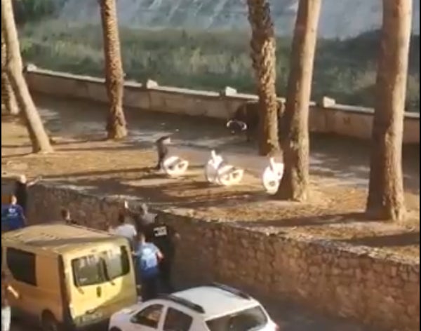 La Policia Local va matar d'un tret el bou. / TWITTER