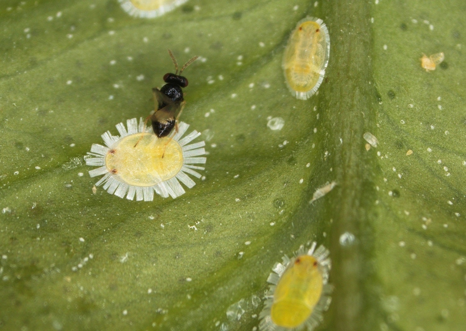 El 'greening' es transmet a través de l'insecte 'Trioza erytreae'. / JÉSICA PÉREZ RODRÍGUEZ