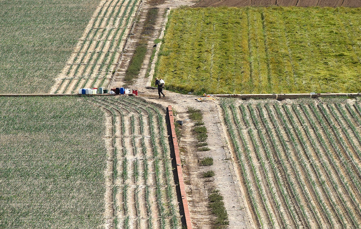 Imatge de l'horta valenciana. / DANIEL GARCÍA-SALA