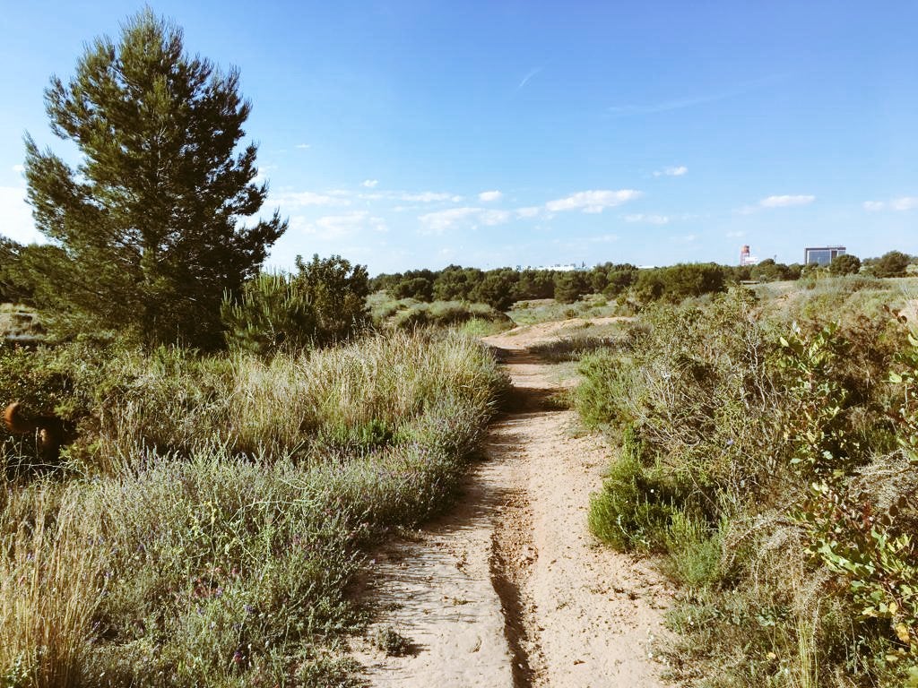 Compromís demana que es protegisquen els paratges i entorns naturals, 'com ara les marjals; el llit del riu i barrancs; horts i cultius tradicionals arrelats, i boscs com la Vallesa i el Paratge Natural de Les Moles', ja que 'els arbres i la vegetació en general minimitzen l'impacte de la crisi climàtica'. / @LAMOLANOSTRA