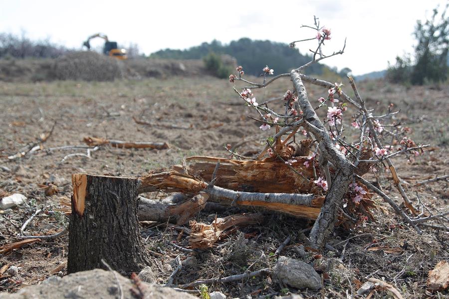 El brot de la plaga de 'Xylella fastidiosa' al territori valencià es va declarar per resolucions del 6 de juliol, 25 de juliol, 31 d'agost, 20 d'octubre i 19 de desembre del 2017; 12 de febrer, 14 de maig, 16 de juliol i 7 de novembre del 2018, i 25 de març del 2019, segons publica el DOGV. / EFE, MORELL