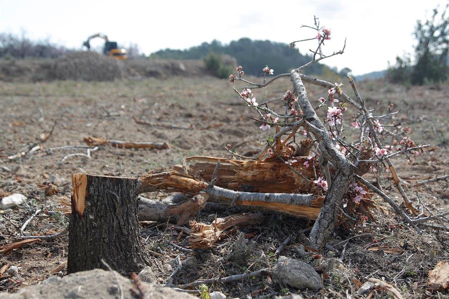 El brot de la plaga de 'Xylella fastidiosa' al territori valencià es va declarar per resolucions del 6 de juliol, 25 de juliol, 31 d'agost, 20 d'octubre i 19 de desembre del 2017; 12 de febrer, 14 de maig, 16 de juliol i 7 de novembre del 2018, i 25 de març del 2019, segons publica el DOGV. / EFE, MORELL