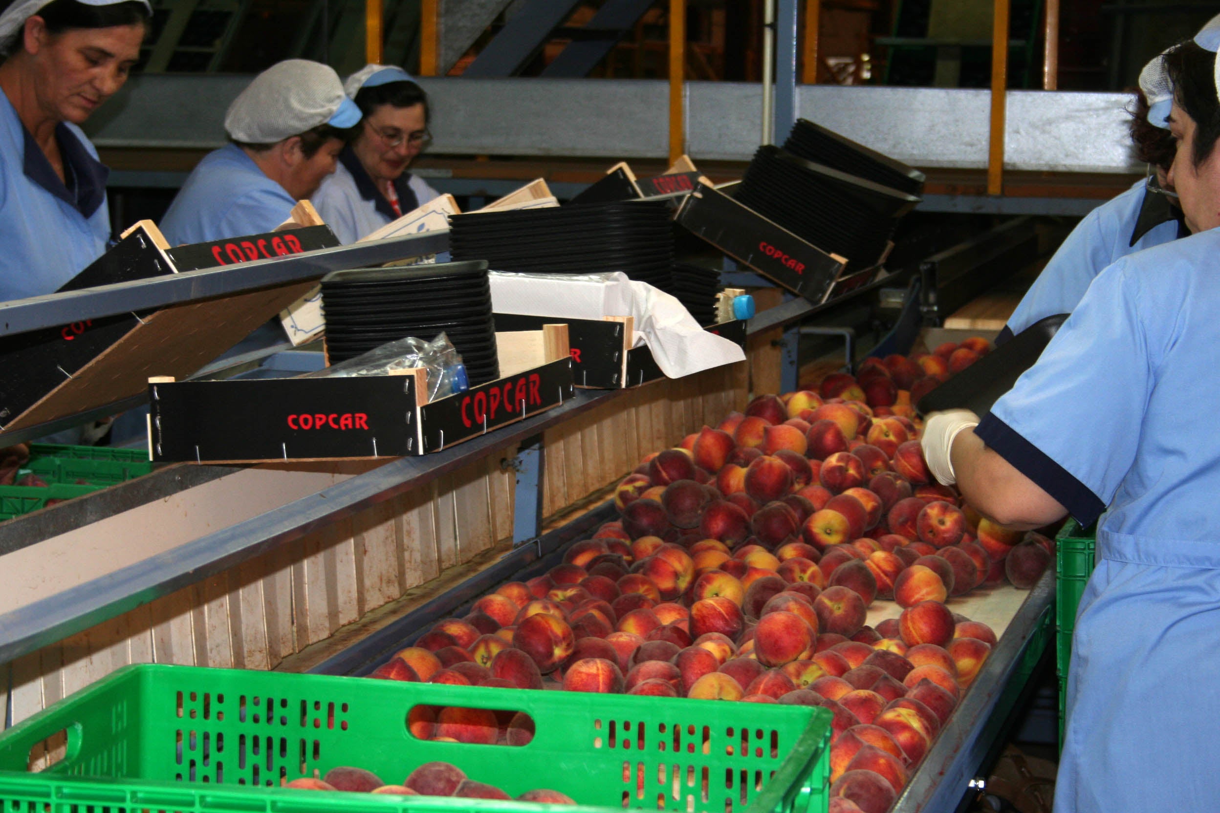 Les cooperatives agroalimentàries donen feina a 19.804 persones. / arxiu/GVA