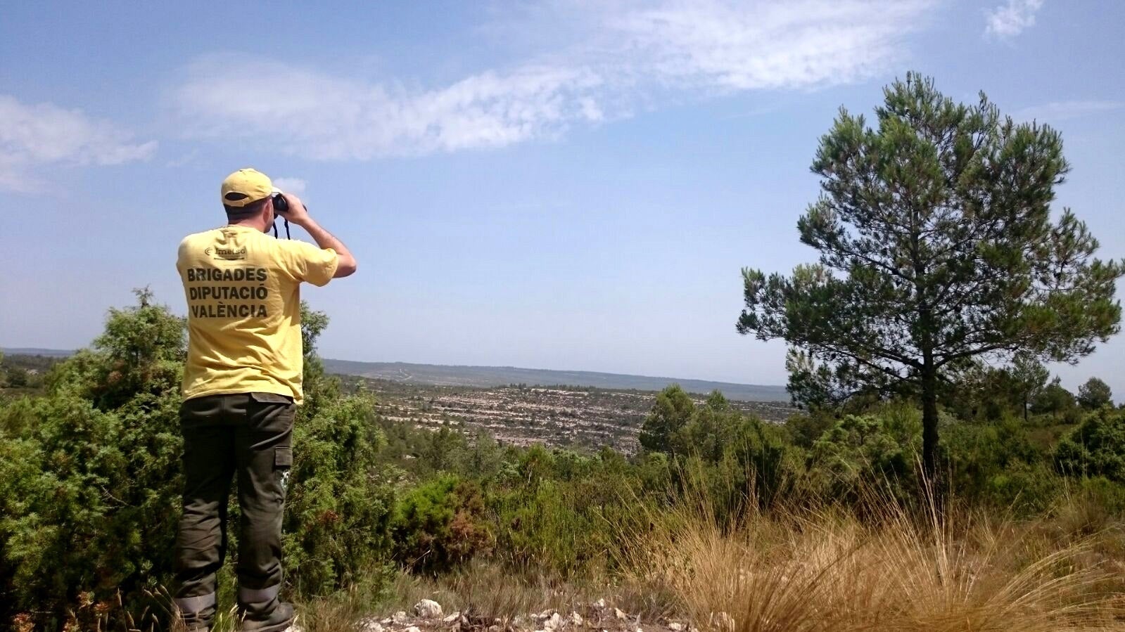 El treball, publicat en l'últim número de la revista Science, demostra que plantar arbres en llocs no apropiats pot destruir ecosistemes, incrementar la intensitat dels incendis forestals i exacerbar el calfament global. / DIVAL