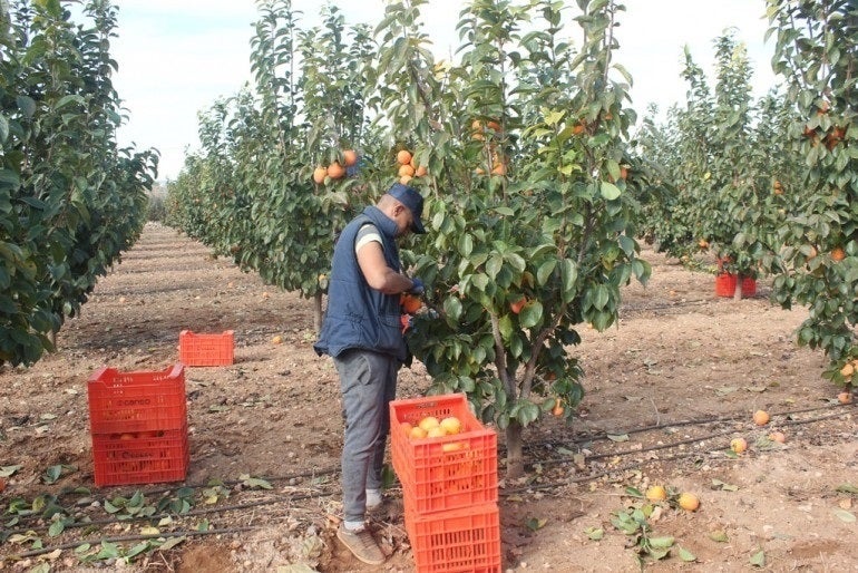 Mireia Mollà ha subratllat l'aposta de l'executiu autonòmic per la producció agroalimentària de qualitat. / LA UNIÓ DE LLAURADORS