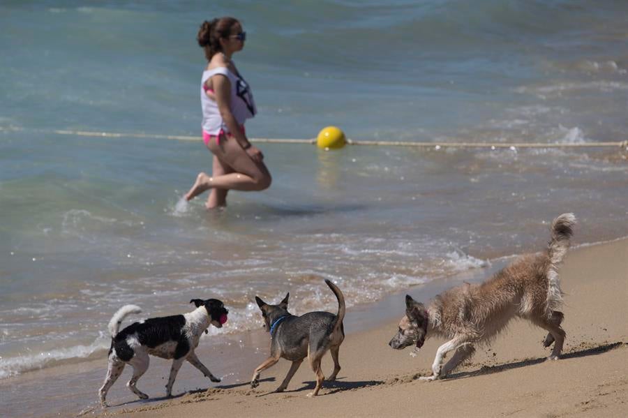 A les platges, s'impedirà als gossos causar danys a les plantes o a altres animals; s'evitarà que el gos moleste altres banyistes o usuaris, i les deposicions dels animals s'hauran de recollir de manera immediata. Imatge d'arxiu. / QUIQUE GARCIA, EFE