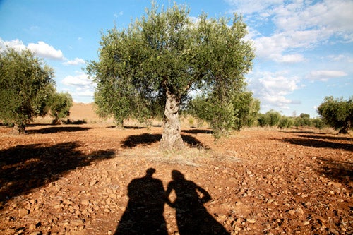 Només el 0,0098% de les explotacions agràries valencianes tenen titularitat compartida. / MINISTERI D'AGRICULTURA