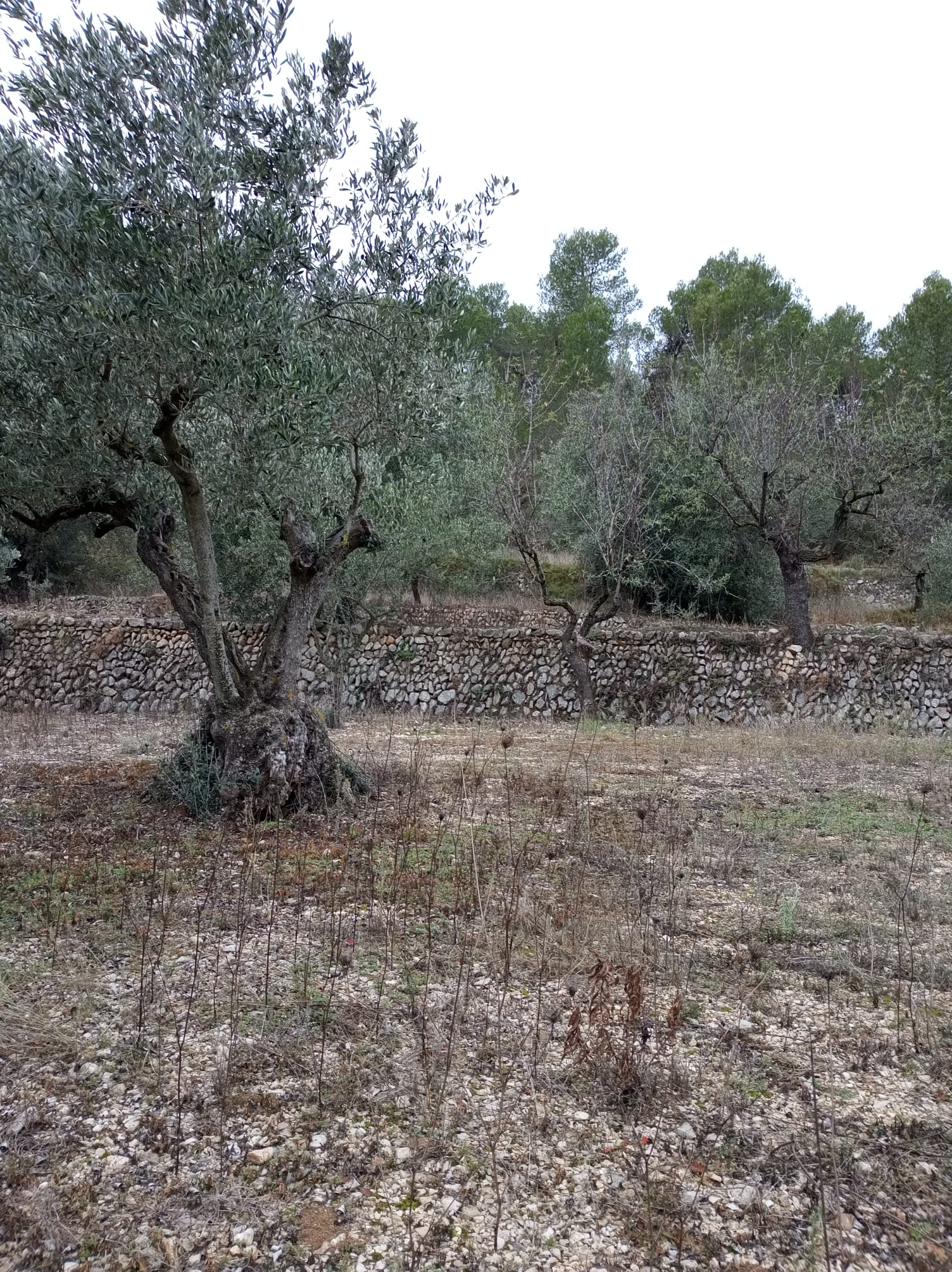 Es tracta d'un paisatge 'irrepetible' de bancals de pedra seca en el qual des de fa diverses generacions es cultiven varietats autòctones d'oliva, d'ametla i de raïm, així com de garrofa, cirera, perelló i, fins i tot, mel. / CEDIDA A DIARI LA VEU