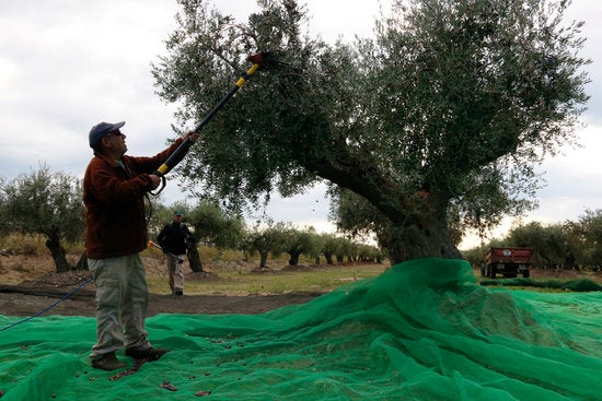 Els agricultors estan veient-se obligats a vendre sota preu de cost. / ACN