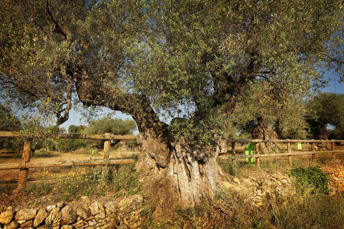 A la comarca del Baix Maestrat es poden trobar exemplars d'aquests arbres als termes de la Jana –on fins i tot hi ha el Museu Natural d'Oliveres Mil·lenàries Pou del Mas–, Canet lo Roig, Traiguera, Vinaròs, Càlig, Sant Jordi, Rossell i Benicarló, entre d'altres. / AJUNTAMENT DE LA JANA