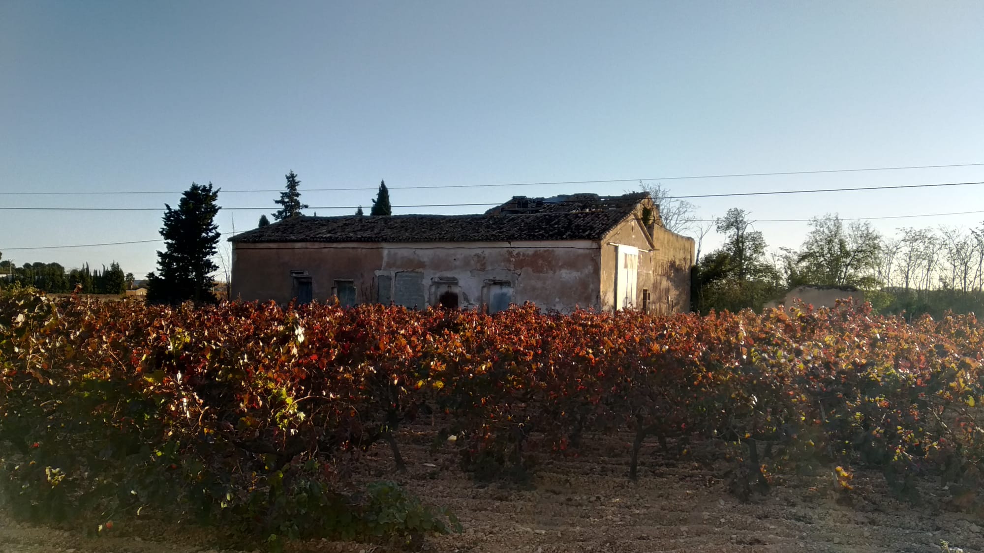 Durant les últimes setmanes el món del cava ha patit una gran transformació. Vinyes de Dominio de la Vega, a Requena. / DLV