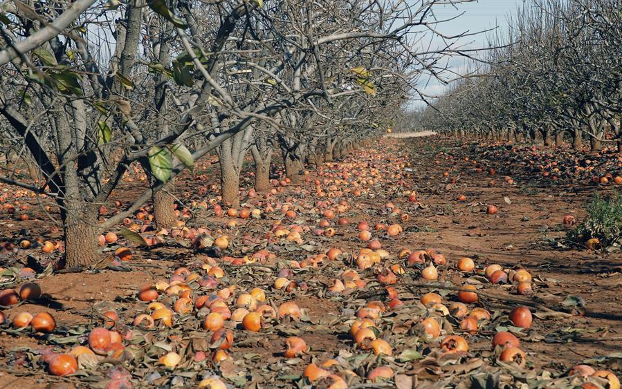 El País Valencià encapçala la llista d'autonomies amb més terrenys abandonats. / EFE
