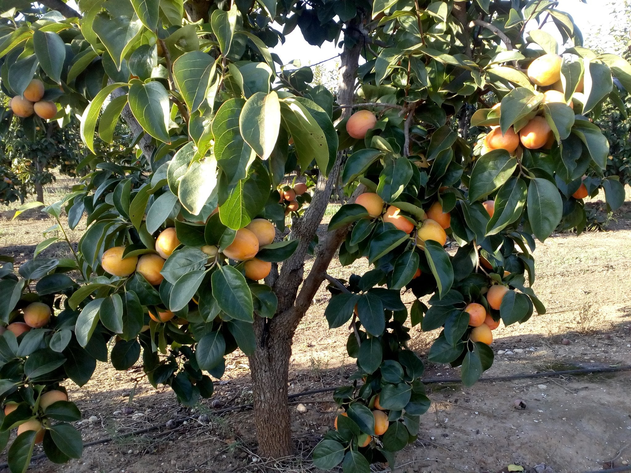 L'organització agrària ha traslladat a la AICA que inicie controls i inspeccions. / UNIÓ DE LLAURADORS 