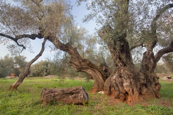 Maestrat Viu remarca que 'el manteniment dels exemplars en l'espai on han crescut és, segons tots els estudiosos i institucions que treballen per la preservació patrimonial, la millor manera de preservar-los i de fer pedagogia sobre el cultiu de les oliveres, l'oliva i l'oli, tant des d'una perspectiva antropològica com de desenvolupament rural'. Imatge d'arxiu. / TURISME COMUNITAT VALENCIANA