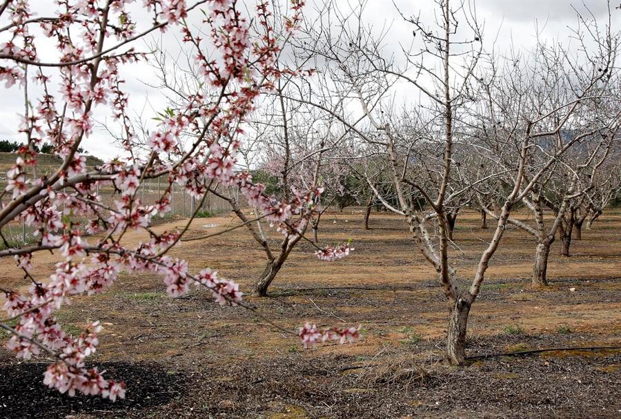 Els agricultors han incidit que 'tots els indicadors' feien intuir que l'any agrícola 'no acabaria massa bé'.  / EFE