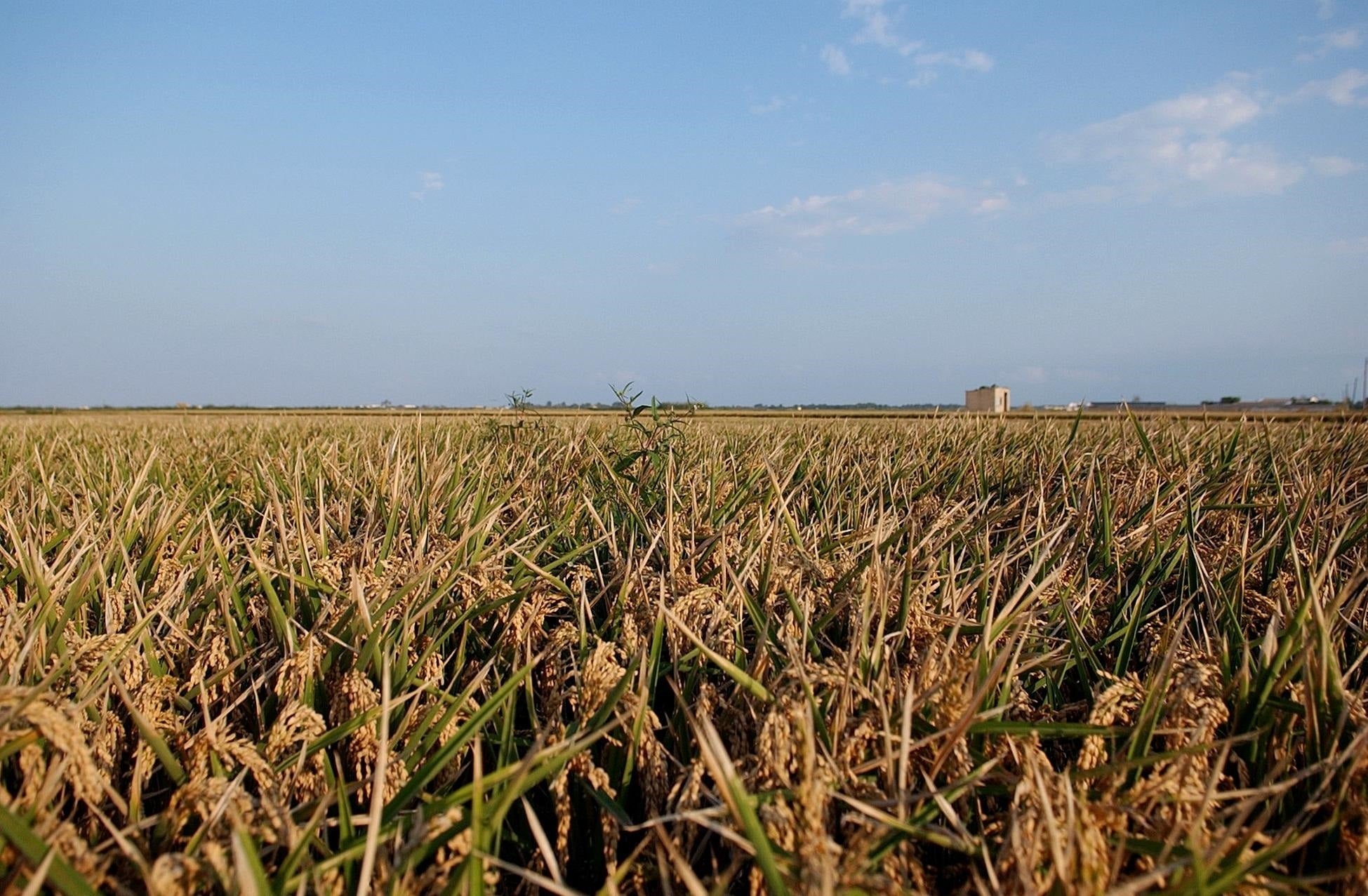 AVA-Asaja se suma a la iniciativa que els arrossers italians lideren per a exigir la completa i urgent supressió del tractat comercial de la UE amb Myanmar. / EUROPA PRESS